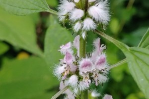 Пустырник: трава, снижающая кровяное давление