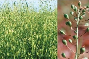 Семена рыжея побочные действия