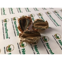 Веселка гриб сушеный 50 г Веселка гриб сушеный 50 г